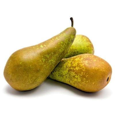 Груша Конференц