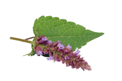 Лофант РАСТИМ РЯДОМ