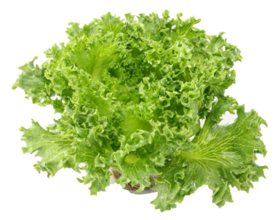 Салат Фриллис, шт. Лидер Фреш