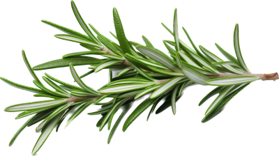 Розмарин РАСТИМ РЯДОМ