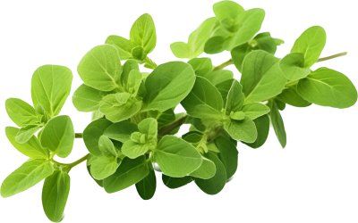 Орегано РАСТИМ РЯДОМ