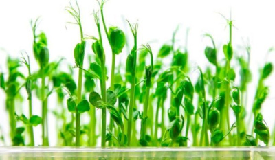 Горох РАСТИМ РЯДОМ живая микрозелень