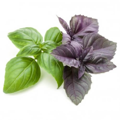 Базилик РАСТИМ РЯДОМ