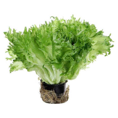 Салат Фриллис в горшочке шт