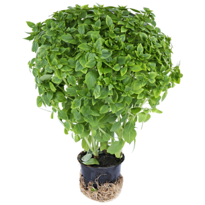 Базилик, шт. Лидер Фреш